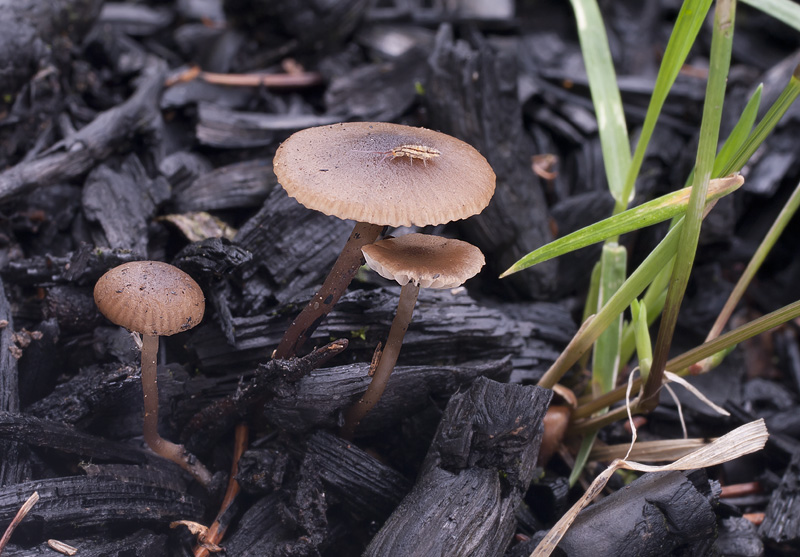 Tephrocybe anthracophila